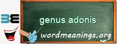 WordMeaning blackboard for genus adonis